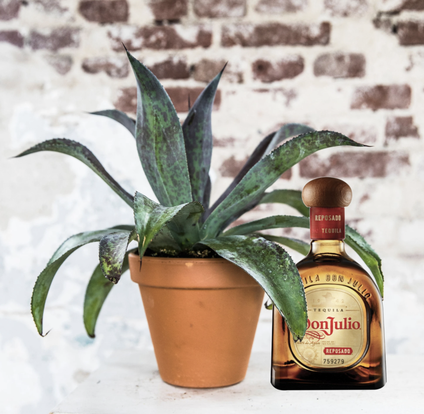 Agave + tequilia 